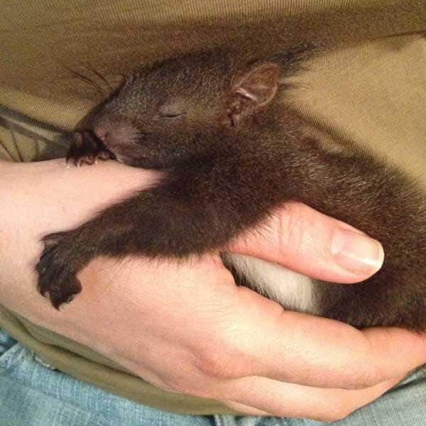 Baby-Eichhörnchen