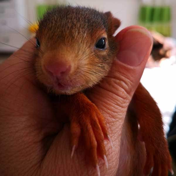 Baby-Eichhörnchen